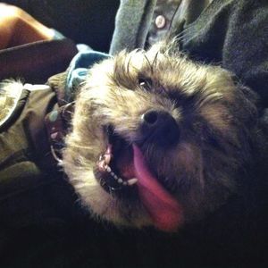 Meet your Posher, Gino